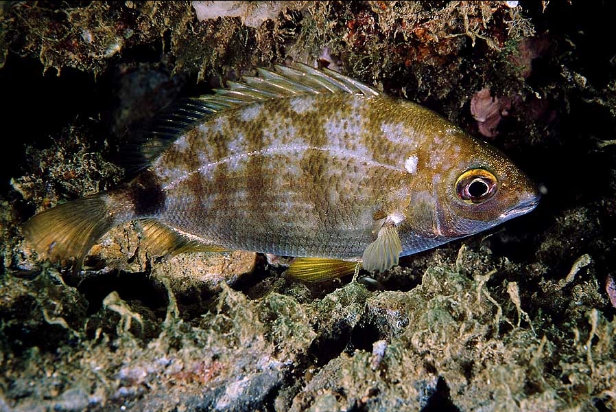 Diplodus annularis (Sarago sparaglione)